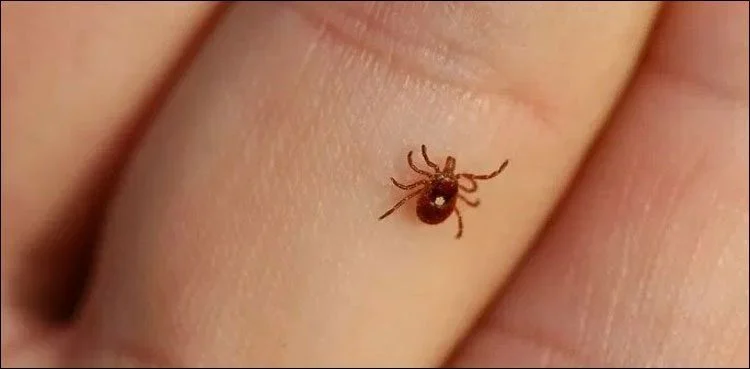 Congo virus alert issued ahead of Eidul Adha 2026