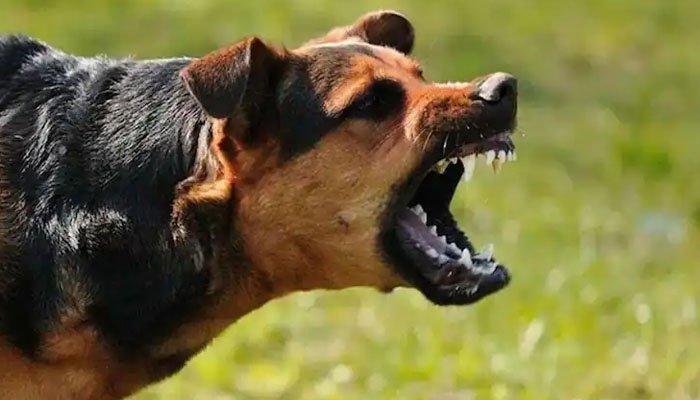 Indian Supreme Court approves euthanasia of stray dogs